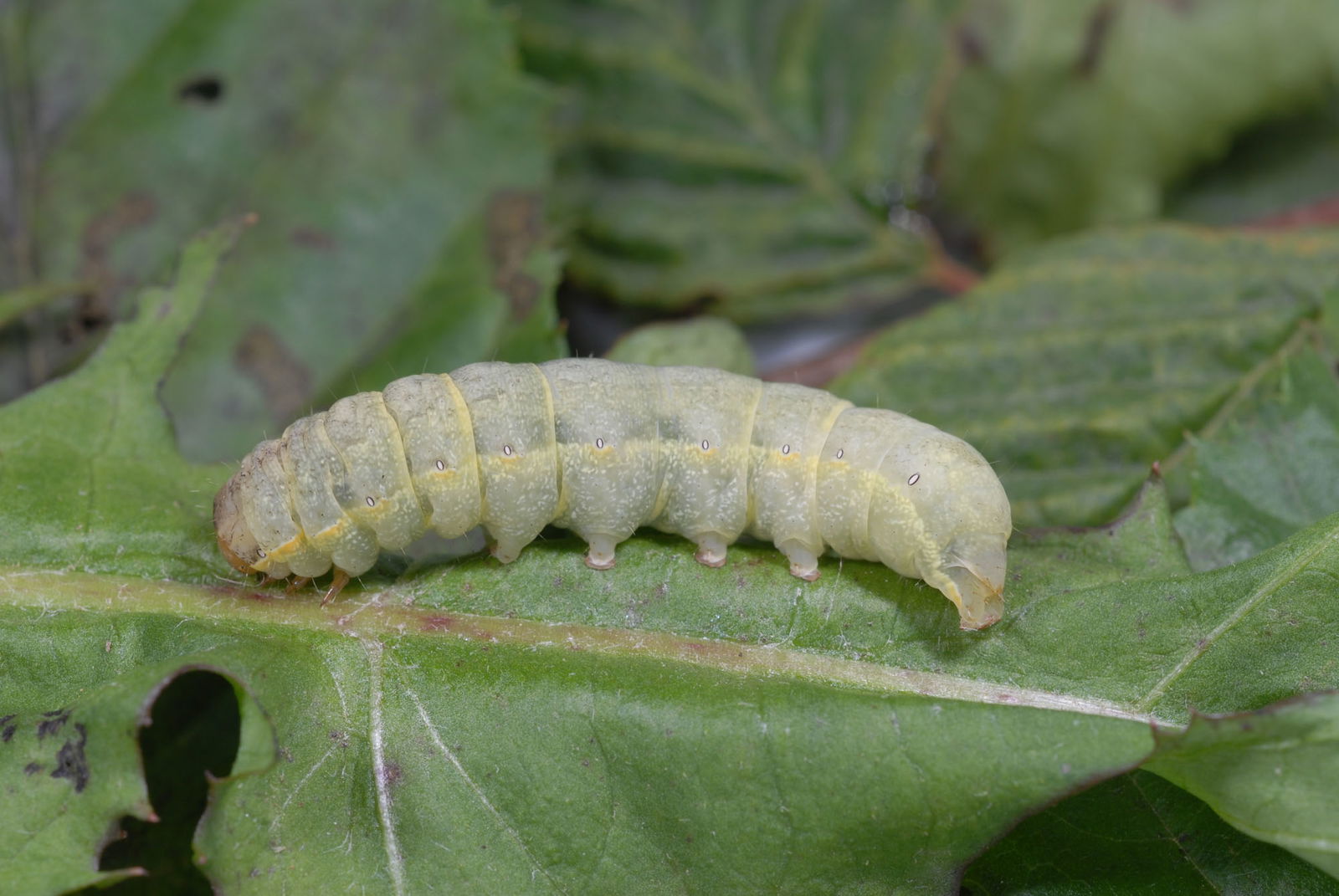 Kohleule Raupe