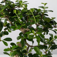 Bonsai in mediterraner Schale, Art zufällig, Topf-Ø 15 cm, Höhe ca. 30 cm