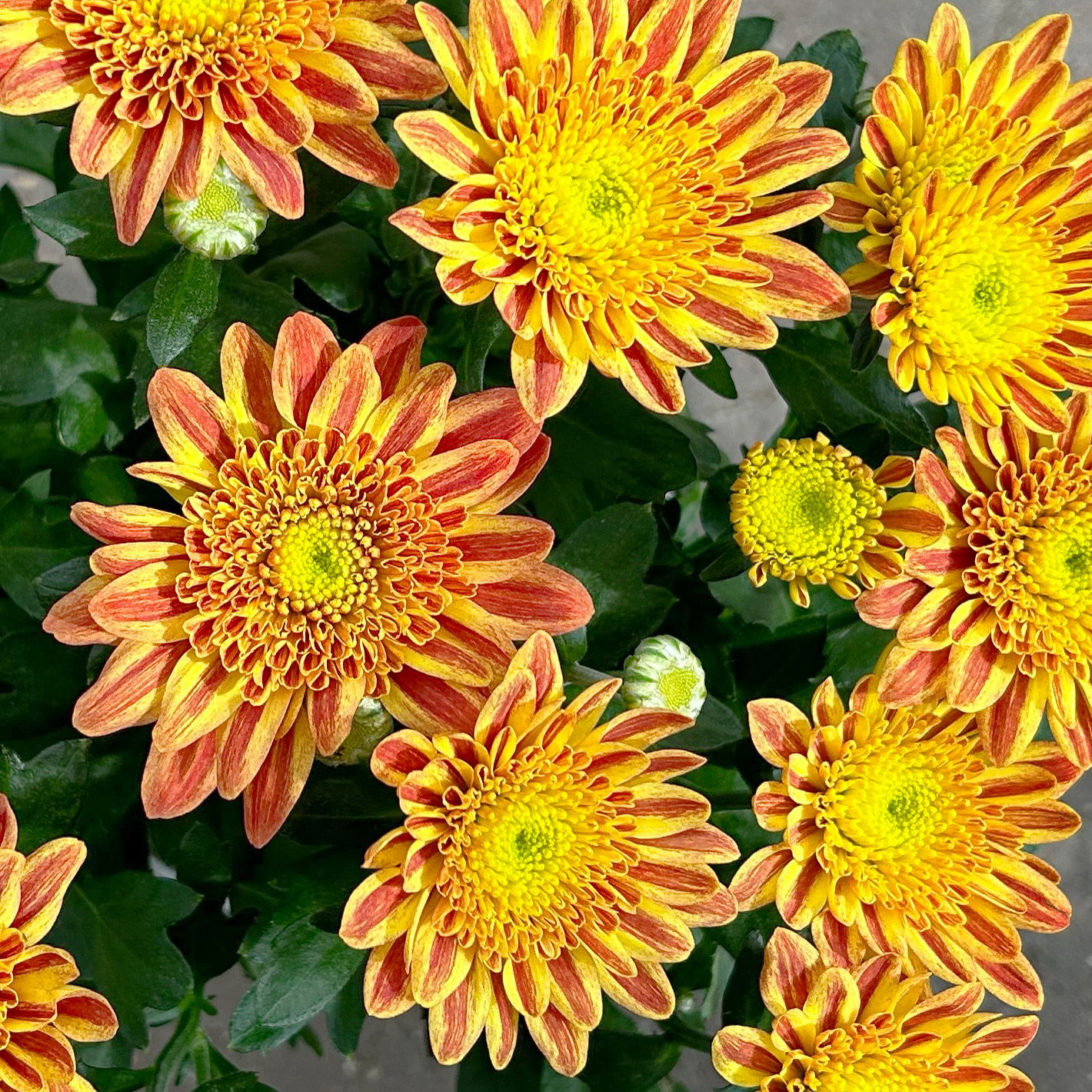 Chrysantheme 'Artistic Pomona' orange-gelb, Topf-Ø 14 cm, 4 Stück