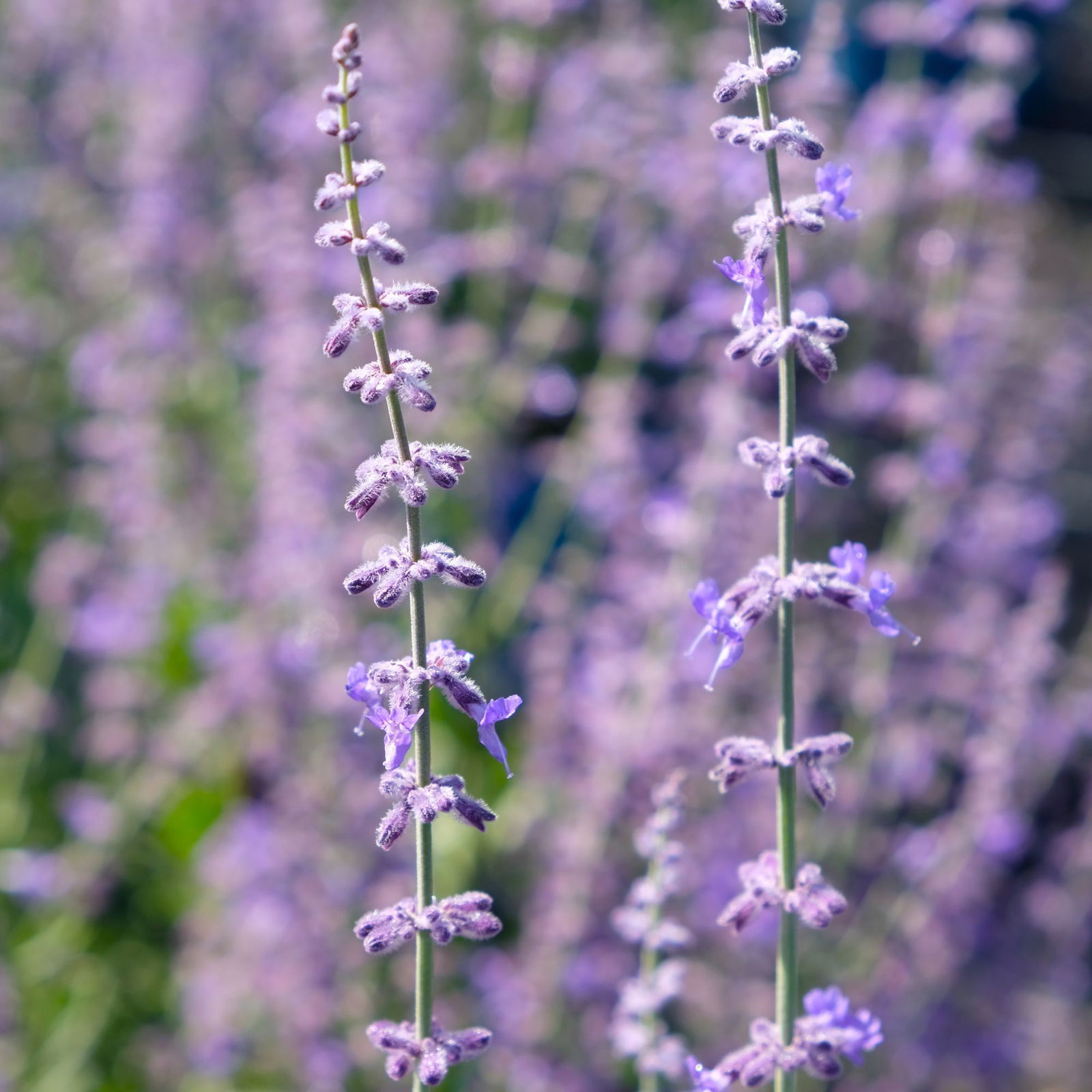 Kölle's Beste Kompakte Blauraute 'Little Spire(S)', blauviolett, Topf 3 l