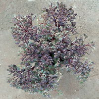 Garten-Fettblatt 'Red Canyon', pink, Topf-Ø 12 cm, 6er-Set