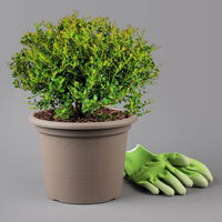 Japanische Ilex Kugel 'Glorie Gem', Ø 20-25 cm, Topf 2 Liter, 3er-Set