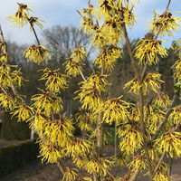 Hamamelis x intermedia 'Arnold Promise', Höhe 60-80 cm, Topf 7,5 Liter