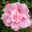 Duo-Gartenhibiskus 'Blue Chiffon®' und 'Pink Chiffon®', blau + pink, 5 lt. Topf