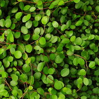 Lampenputzergras mit Silberdraht und Mühlenbeckia, Topf 23 cm Ø