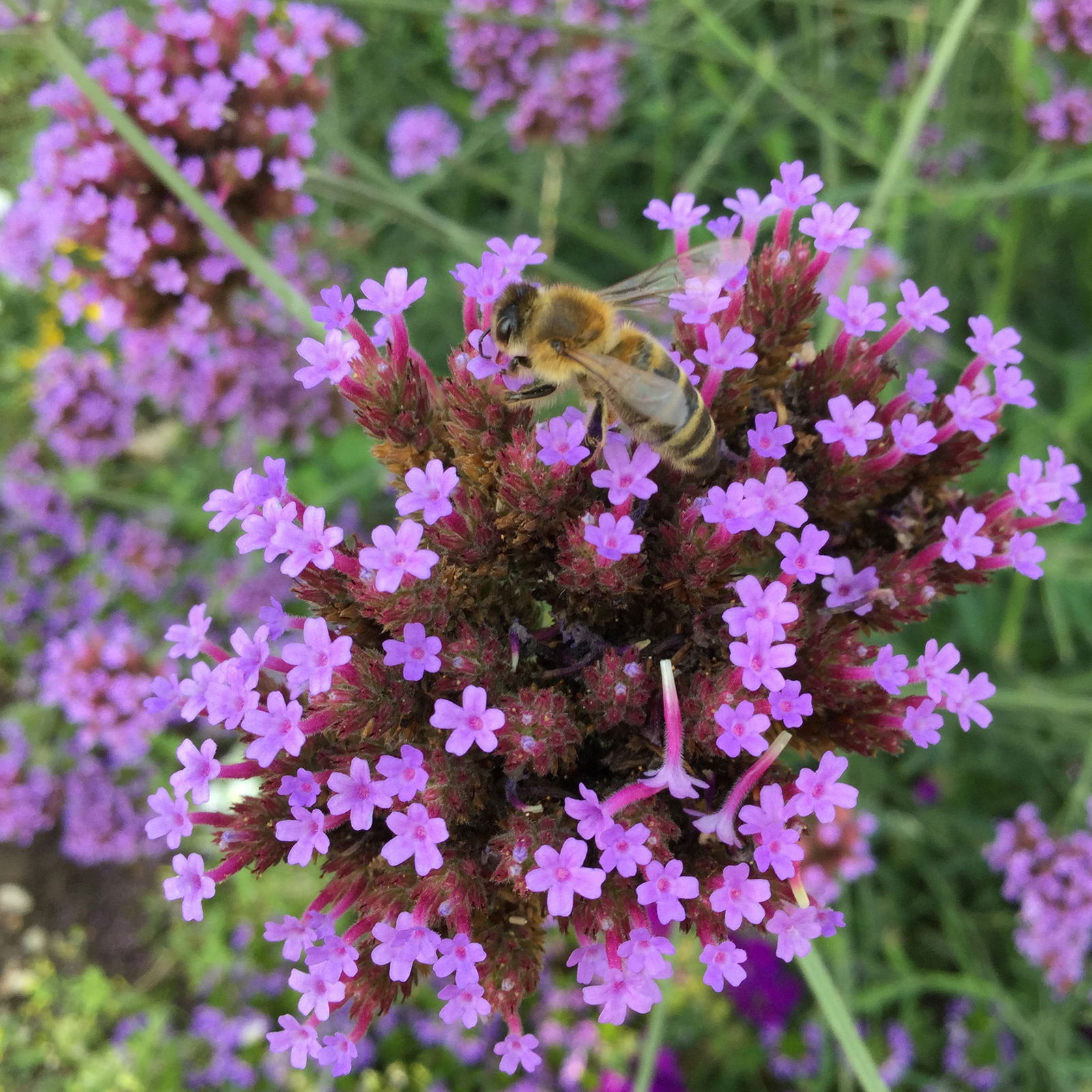 Argentinisches Eisenkraut violett, 11 cm Topf