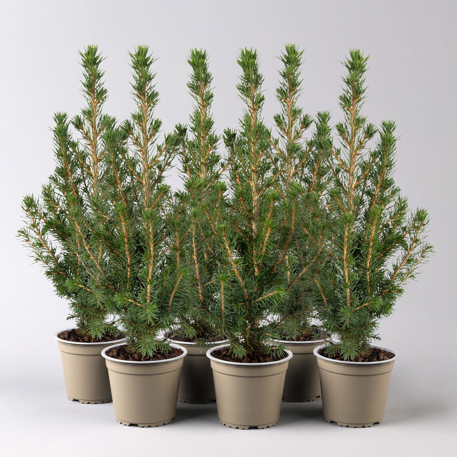 Zuckerhutfichte, Picea glauca 'Conica', Topf-Ø 9 cm, 6er Set