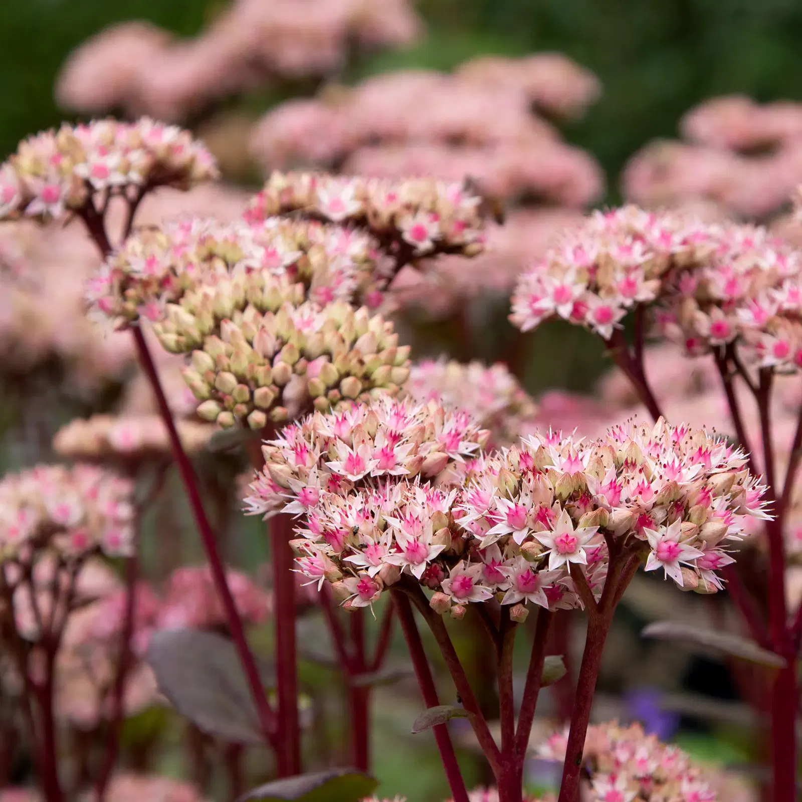 Sedum