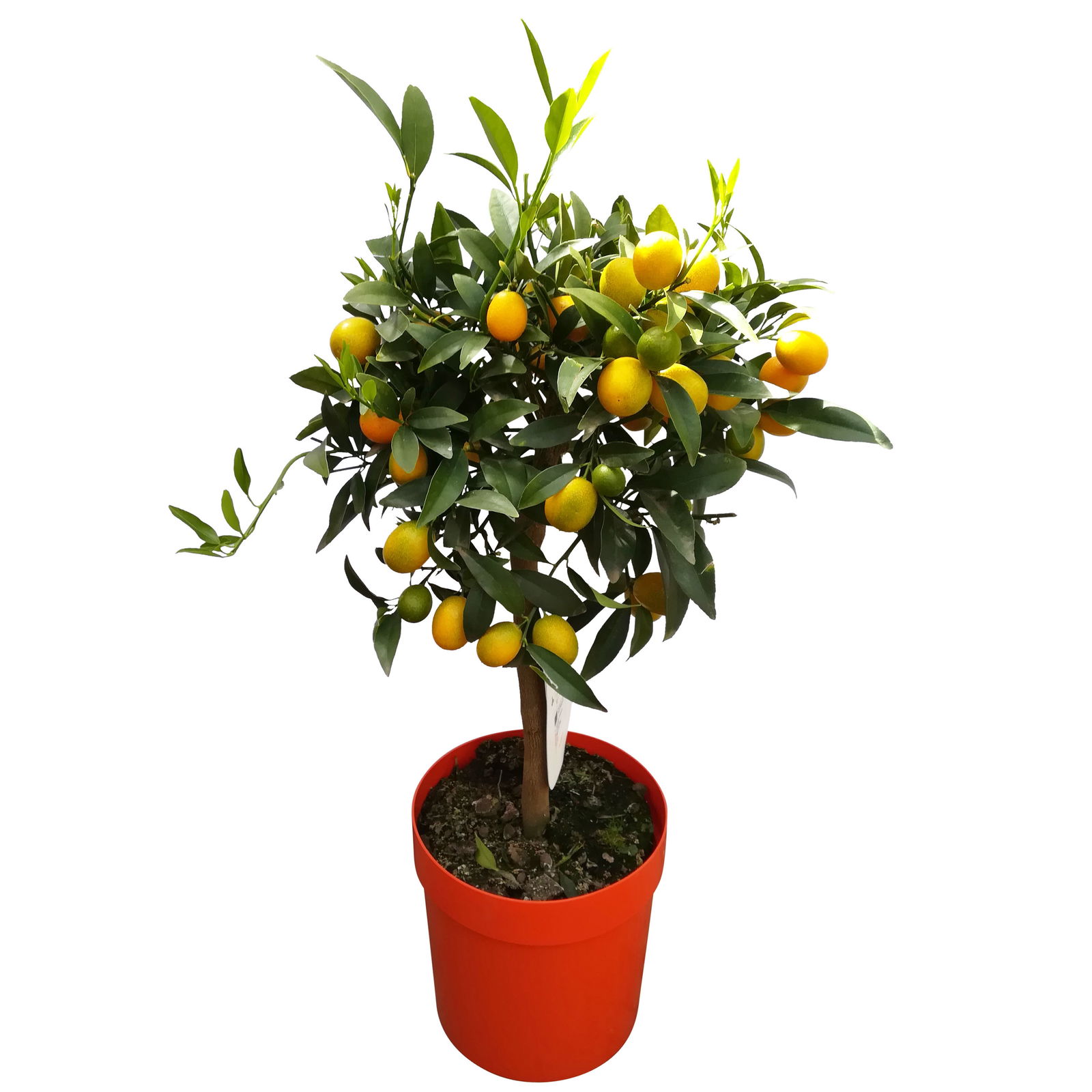 Kumquat, Stamm, Topf-Ø 22 cm