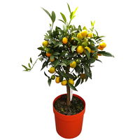 Kumquat, Stamm, Topf-Ø 22 cm