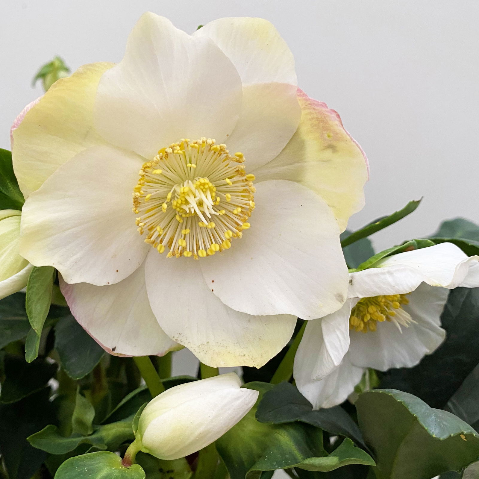 Christrose 'HGC® Wintergold®' weiß, Topf-Ø 17 cm