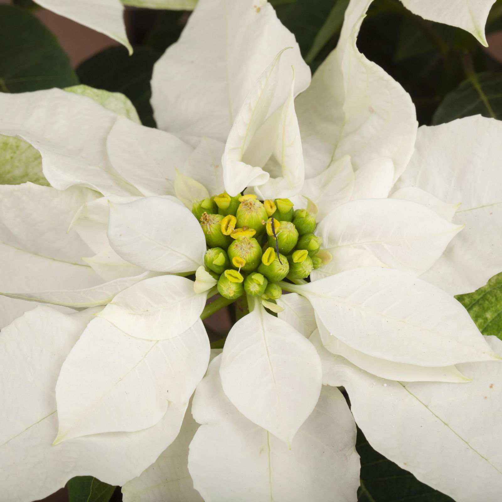 Bio Euphorbia pulcherrima 'Princettia'®, rosa, pink & weiß,Topf-Ø12 cm, 3er-Set